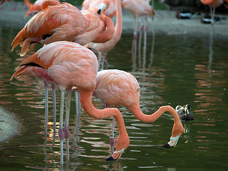 Image showing Flamingos