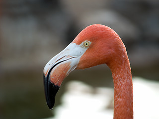 Image showing Flamingo head close-up