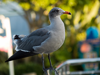 Image showing Saegull on handrail