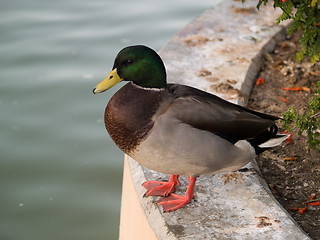 Image showing Duck sitting near pond