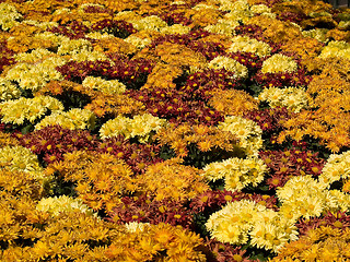 Image showing Marigold lawn