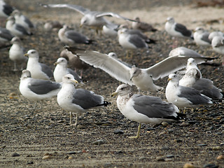 Image showing Seagulls on shore