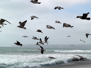 Image showing Seagulls group taking off