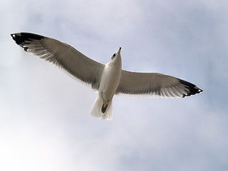 Image showing Seagull flying