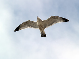 Image showing Seagull flying