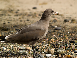 Image showing Seagull on beach