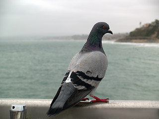 Image showing Pigeon on handrail