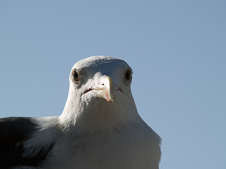 Image showing Seagull head macro