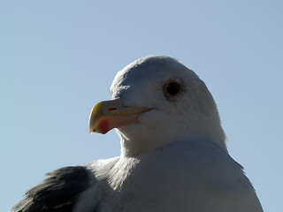 Image showing Seagull head macro