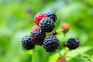 Image showing black raspberry on the bush