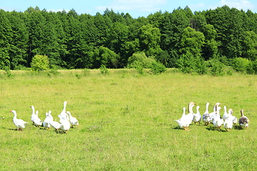 Image showing flight of white geese on the meadow near the forest