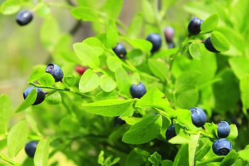 Image showing fruits of bilberry in the forest