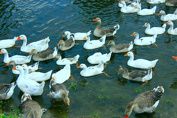 Image showing flight of white geese swimming on the water