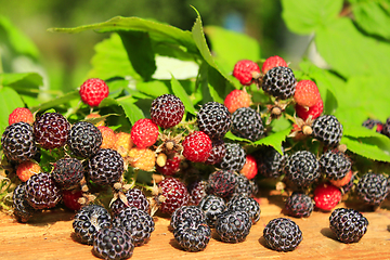 Image showing crop of black raspberry with a lot of berries