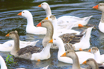 Image showing flight of white geese swimming on the water