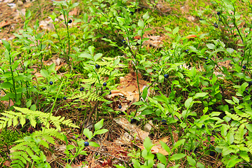 Image showing bush with bilberry in the forest