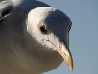 Image showing Seagull's head macro