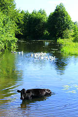 Image showing cow washes in the river