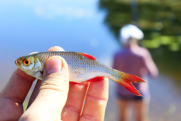 Image showing rudd caught in hand and fisherman in the background