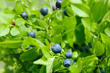 Image showing bush with bilberry in the forest