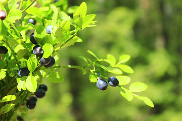 Image showing bush with bilberry in the forest
