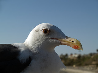 Image showing Seagull head macro