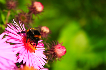 Image showing bumblebee sits on the aster