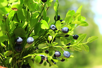 Image showing bilberry on the branch