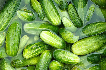 Image showing Cucumbers prepared for preservation