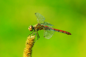 Image showing dragonfly sitting on the dry plant