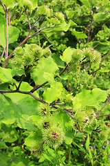 Image showing flowers, fruits of burdock, agrimony in summer