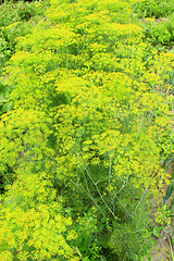 Image showing Fennel growing on the vegetable garden