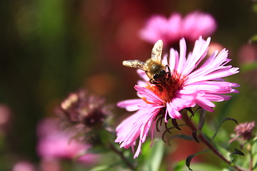 Image showing bee on the flower of aster