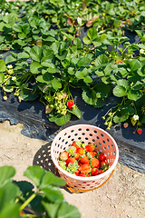 Image showing Basket of fresh strawberries in the field