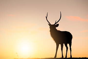 Image showing Deer Stag with sunset