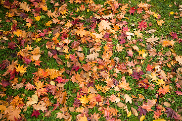 Image showing Colorful autumn leaves