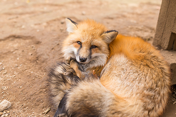 Image showing Tried red fox