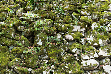 Image showing Stone wall moss