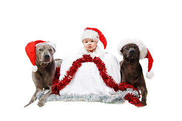 Image showing two thai rifgbeck dogs in christmas caps with baby