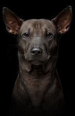 Image showing beautiful young thai ridgeback dog on black background
