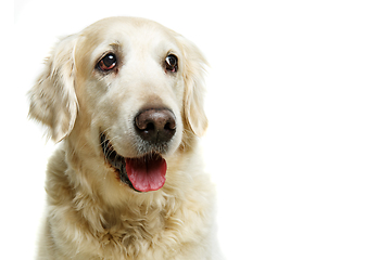 Image showing beautiful adult golden retriver dog on white background