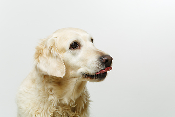 Image showing beautiful adult golden retriver dog on white background