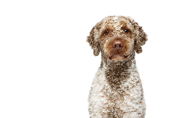 Image showing beautiful lagotto romagnolo dog on white background