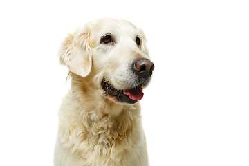 Image showing beautiful adult golden retriver dog on white background