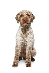 Image showing beautiful lagotto romagnolo dog on white background