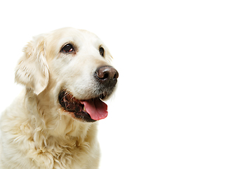 Image showing beautiful adult golden retriver dog on white background