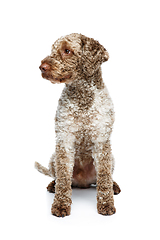 Image showing beautiful lagotto romagnolo dog on white background