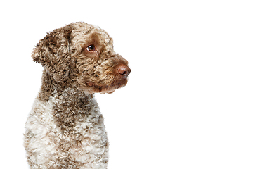 Image showing beautiful lagotto romagnolo dog on white background