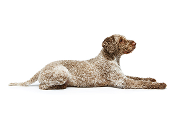 Image showing beautiful lagotto romagnolo dog on white background