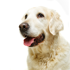 Image showing beautiful adult golden retriver dog on white background